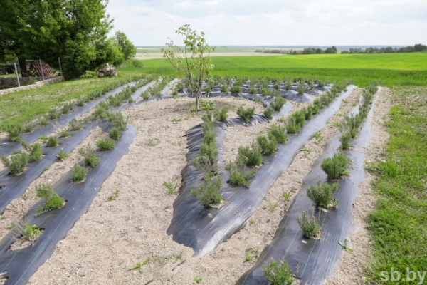 Фотофакт. Как в Беларуси семья выращивает улиток Фотофакт. Как в Беларуси семья выращивает улиток