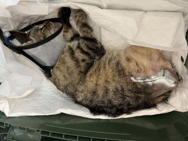 В Гомеле дворовая кошка угодила в капкан и потеряла лапу В Гомеле дворовая кошка угодила в капкан и потеряла лапу