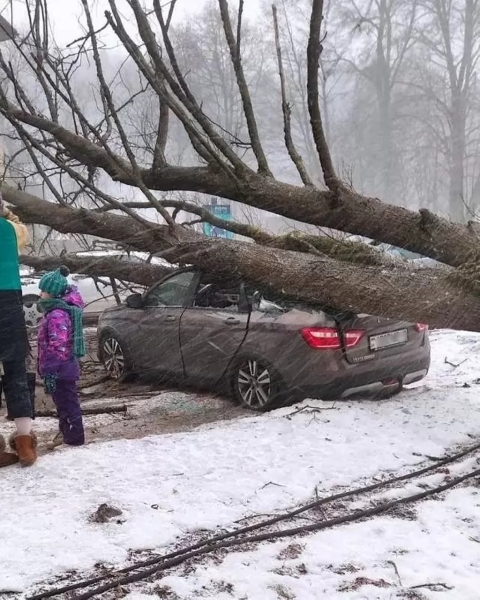 В Раубичах Минского района дерево упало на машину В Раубичах Минского района дерево упало на машину