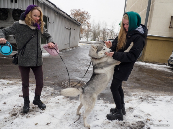 «Жирная тема» или сплошные убытки? Разбираемся, почему в Беларуси почти нет зоотакси «Жирная тема» или сплошные убытки? Разбираемся, почему в Беларуси почти нет зоотакси